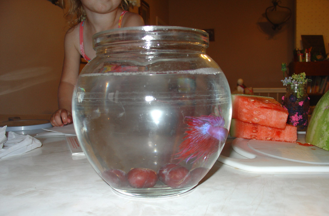 ../use_images/2010_hayes_campout/fishgrapes2.jpg ../use_images/2010_hayes_campout/fishgrapes2.jpg
